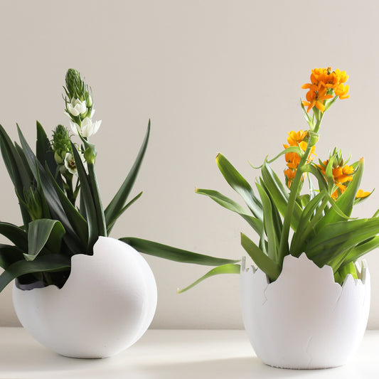 Egg Planter image 0